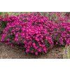 neron aster novi belgii 74018 2