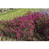 neron aster novi belgii 74018 3