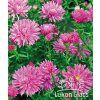 Aster novi-belgii NERON - hvězdnice, astra
