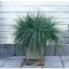 Festuca BLUE SELECT