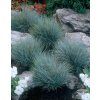 Festuca BLUE SELECT1
