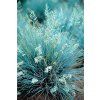 Festuca BLUE SELECT2