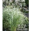 Miscanthus sinensis RIGOLETTO - ozdobnice čínská