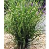 Miscanthus sinensis STRICTUS DWARF - ozdobnice čínská