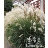 Miscanthus sinensis YAMU JIMA - ozdobnice čínská