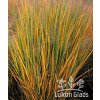 Panicum virgatum NORTHWIND - proso