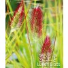 Pennisetum massaicum RED BUNNY TAILS - dochan, vousatec