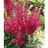 Astilbe arendsii ELSE SCHLUCK - čechrava