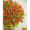 Delosperma cooperi Ice Cream™ Fire 35679 C 1