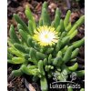 Delosperma cooperi ICE CREAM YELLOW - kosmatec