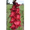 Mečík FILOMENA - gladiolus