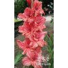 Mečík ORAKULUM - gladiolus