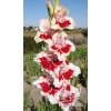 Mečík BOLD HEART - gladiolus