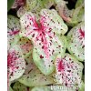 Caladium MISS MUFFET