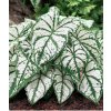 Caladium WHITE CHRISTMAS