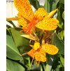Canna TENERIFE