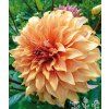 Jiřina GREAT HERCULES - dahlia