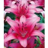 Lilie PINK COUNTY - lilium
