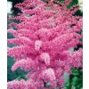 Astilbe chinensis LOUD & PROUD - čechrava