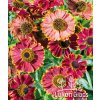 Helenium hybridum BANDERA - záplevák