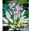 Hosta AMAZONE - bohyška, funkie