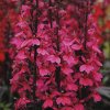 High Res jpg Lobelia Speciosa Fan F2 Deeprose (70076667)