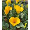 Kala GOLD CROWN - zantedeschia