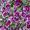 Petunia SweetSunshine Magenta Picotee1