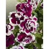 Petunia SweetSunshine MAGENTA PICOTEE - petúnie