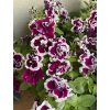 Petunia SweetSunshine MAGENTA PICOTEE - petúnie
