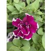 Petunia SweetSunshine MAGENTA PICOTEE - petúnie