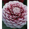 Jiřina HAPET PICOTEE - dahlia
