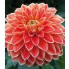 Jiřina HAPET ORANGE PEARL - dahlia