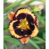 Denivka ALMOST BLACK VELVET - hemerocallis