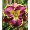 Denivka SPACECOAST BETTER LATE - hemerocallis