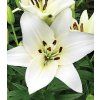 Lilie SNOWDON - lilium