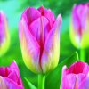 Tulipán TOM POUCE - tulipa