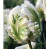 Tulipán WHITE REBEL
