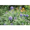 Echinops ritro Ritro 11672 S 1