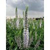 Veronica longifolium ANTARCTICA WHITE