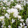 Campanula glomerata ALBA