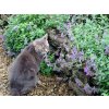 Nepeta faassenii KIT CAT - šanta kočičí