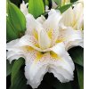 Lilie Roselily SITA - lilium