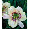 Denivka VISUAL INTRIGUE - hemerocallis