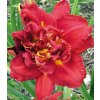 Denivka SHELTON HOLIDAY - hemerocallis