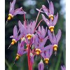Dodecatheon meadia RED WINGS