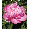 Paeonia PINK CAMEO - pivoňka