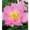 Paeonia PINK DAWN - pivoňka