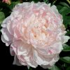 Paeonia PRESIDENT TAFT