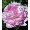 Paeonia SUSIE Q